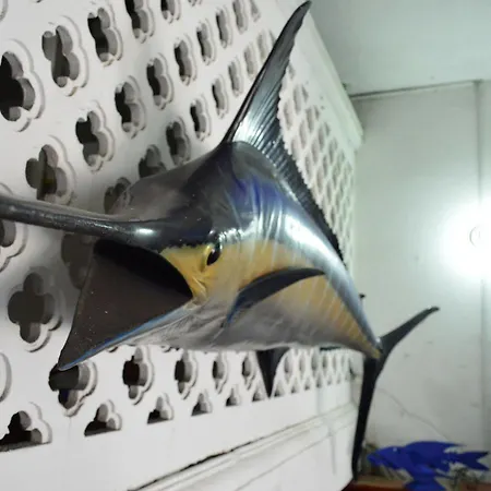 Marlin * Cartagena